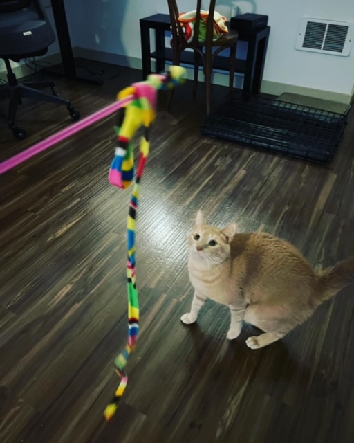 Orange tabby cat playing with a feather wand