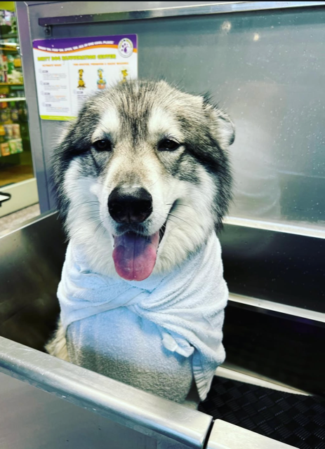 Professional dog grooming care