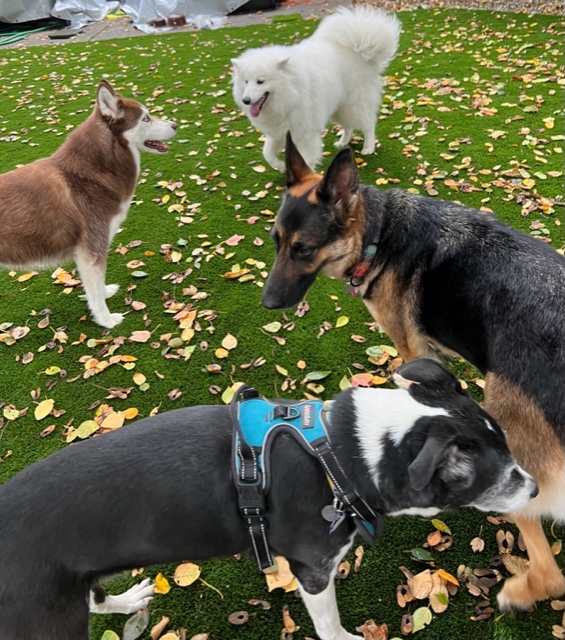 Four dogs greeting each other on a leafy turf yard