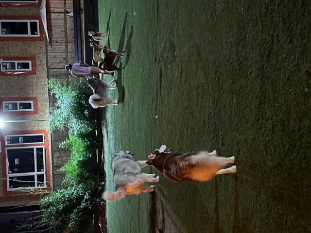 Huskies running in a fenced dog park at night